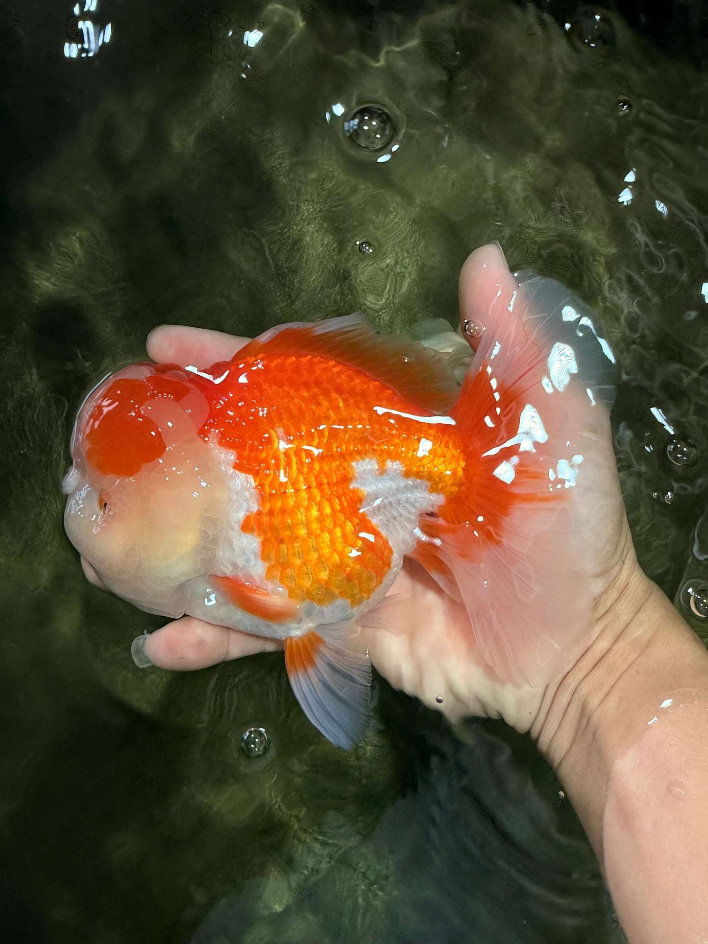 A Grade Red White Oranda Male 6 inches #081426OR_10