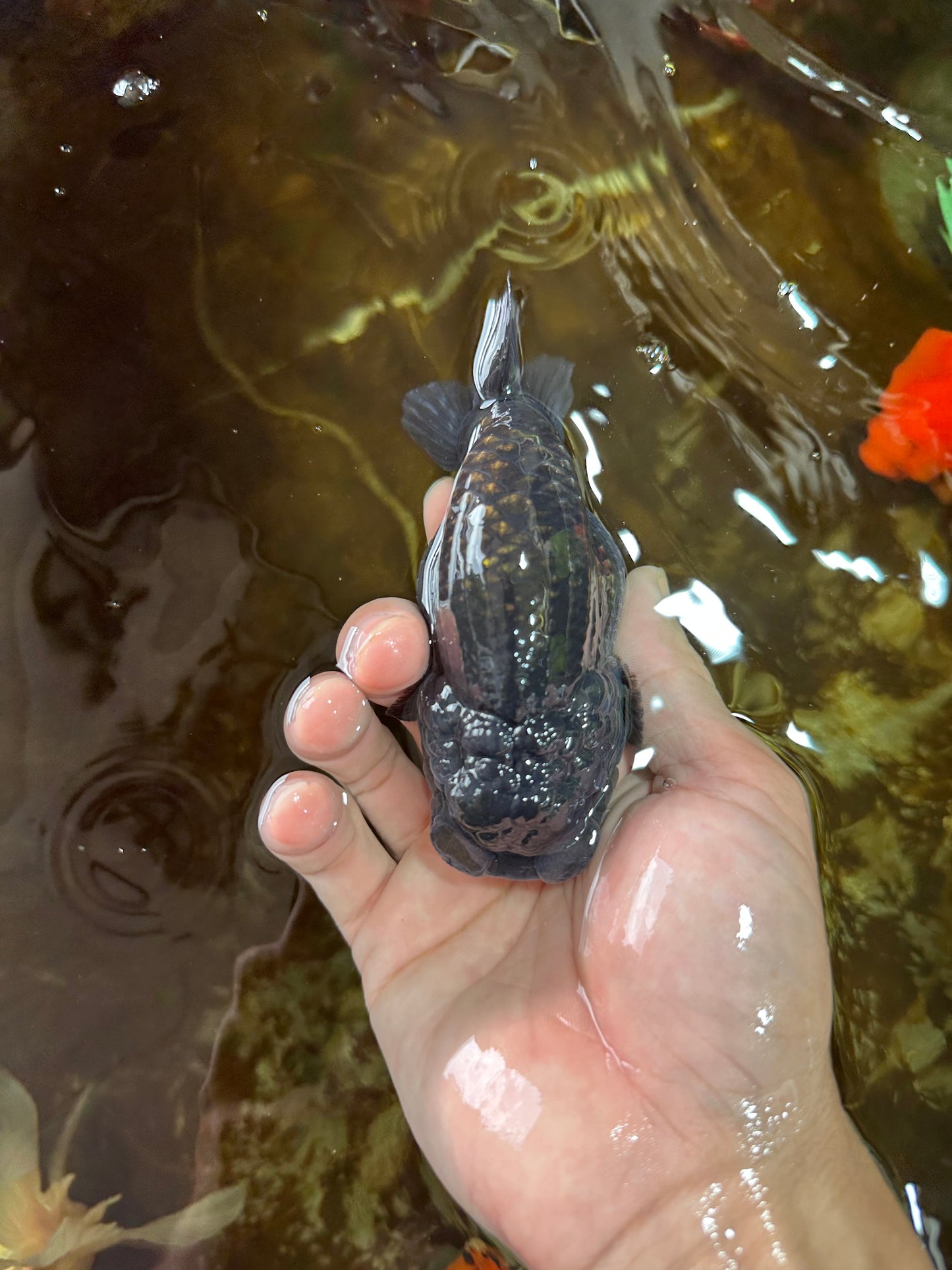 A Grade BIG WEN Black Blue LionQueen 4.5 inches #072525LC_01