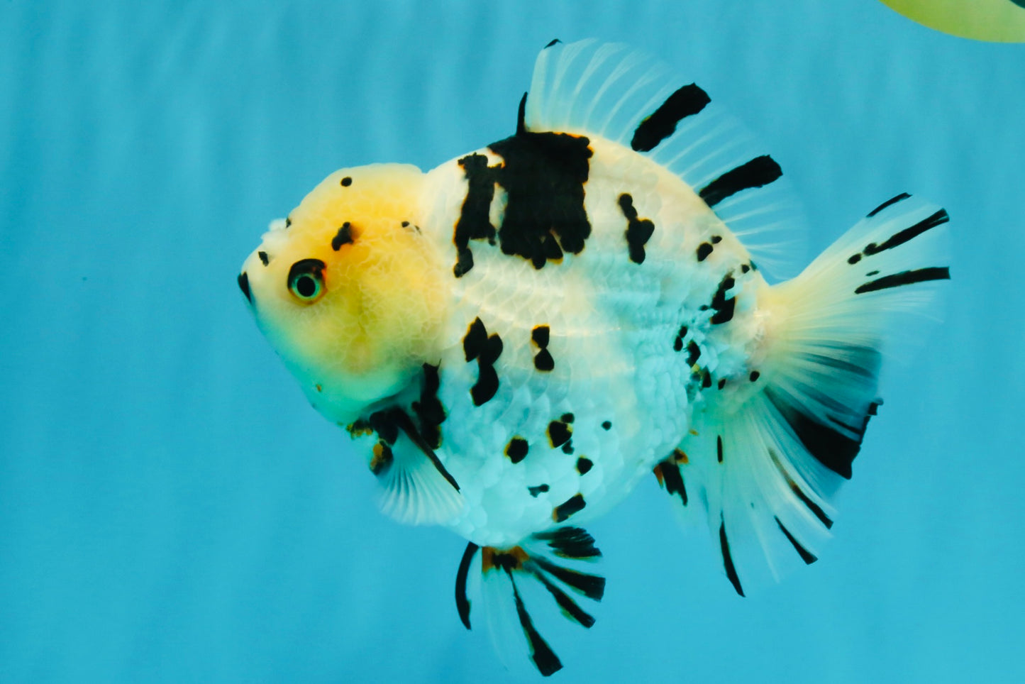 A Grade Special White Tiger Yuanbao Female 6 inches #022726YB_08