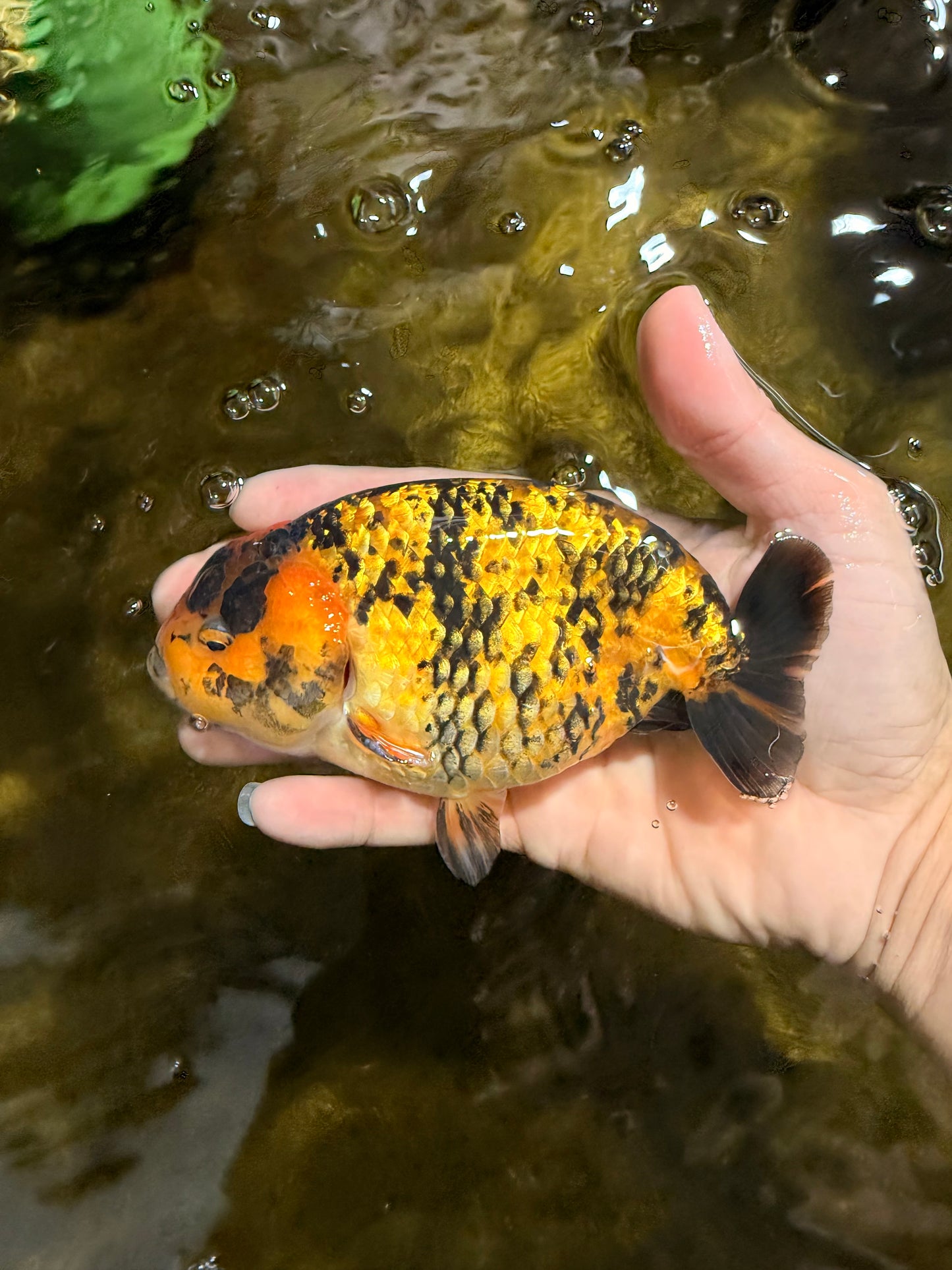 A Grade Tiger LionKing 5 inches #103125LC_14