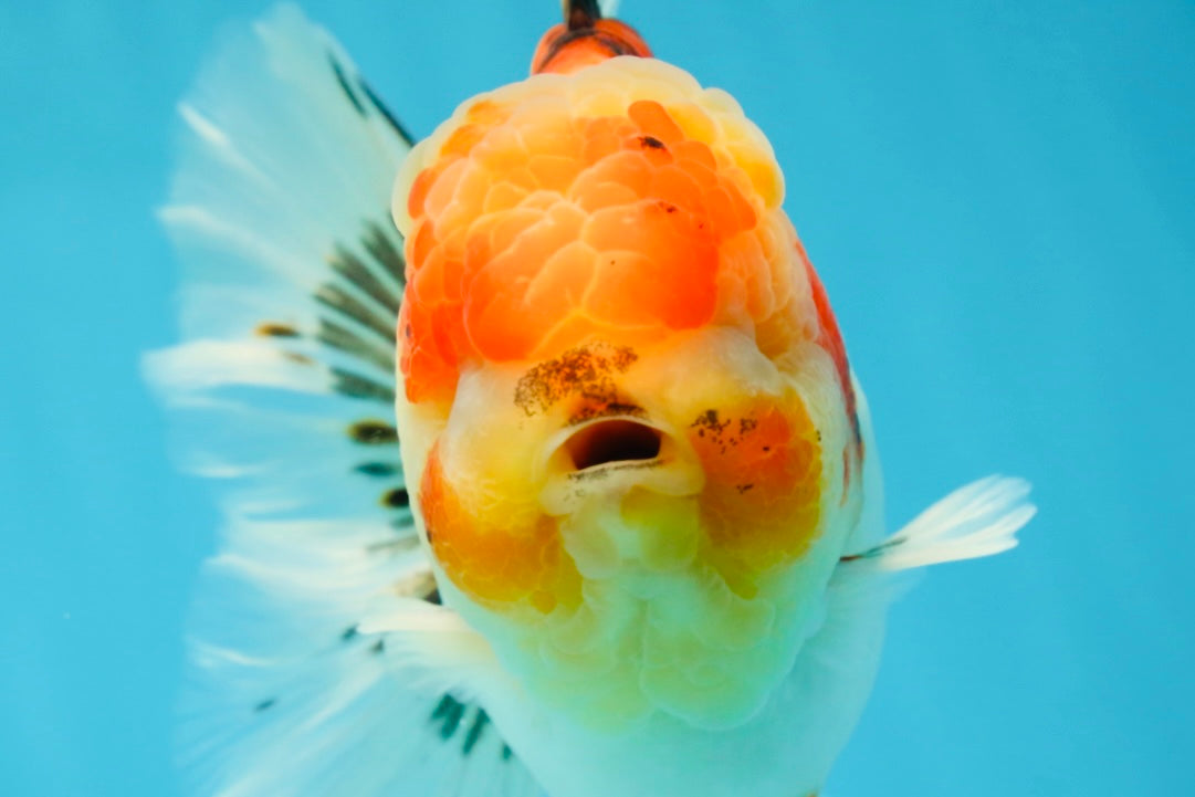 AAA Grade Sakura Oranda Male 5.5 inches #050925OR_54