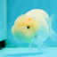 🐣 New Baby Lemonhead Snow White Lionchu Female 3.5 inches #0223LC_10