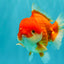 CHUBBY AAA Grade Red White Yuanbao Male 5.5 inches #090426YB_08