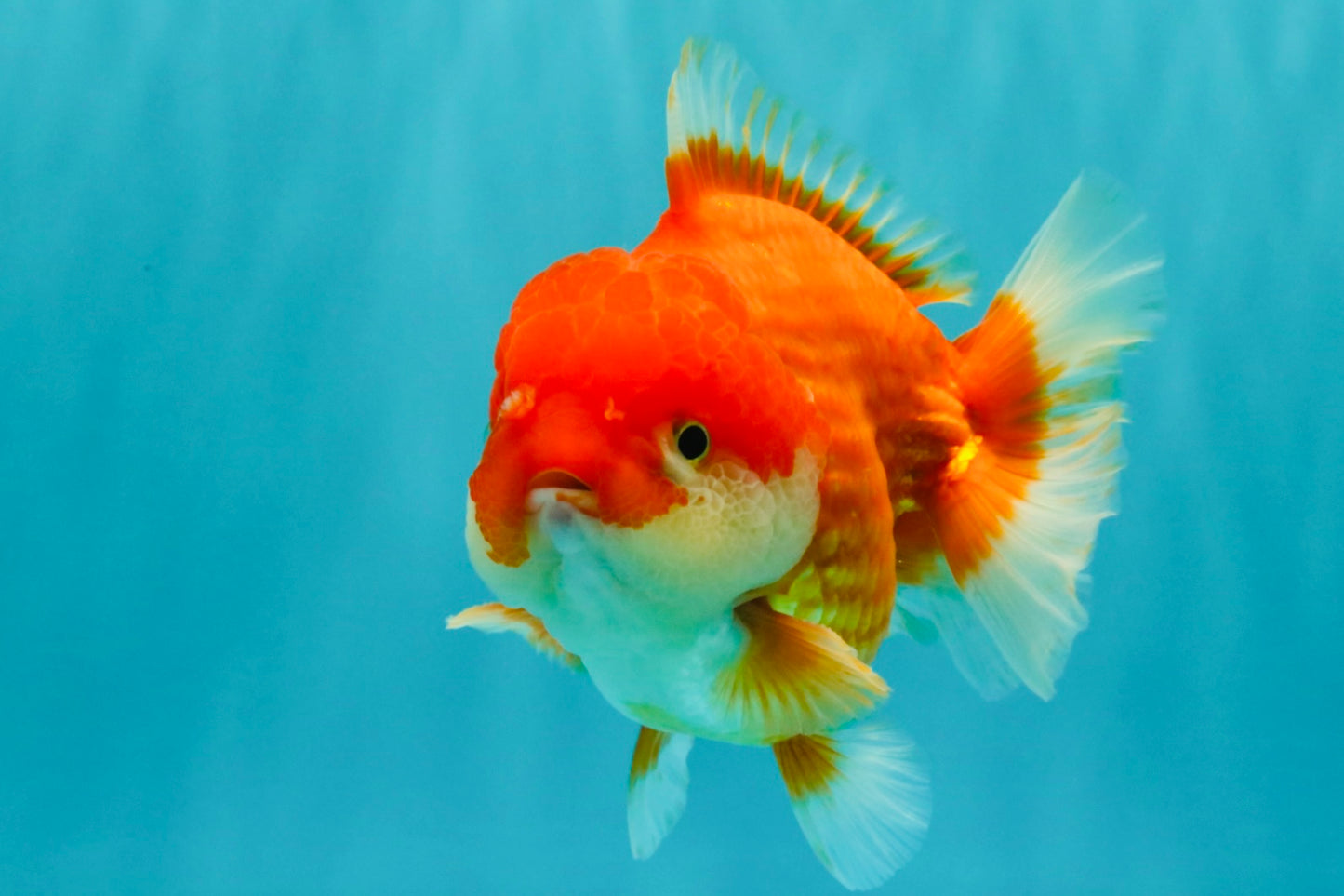 CHUBBY AAA Grade Red White Yuanbao Male 5.5 inches #090426YB_08