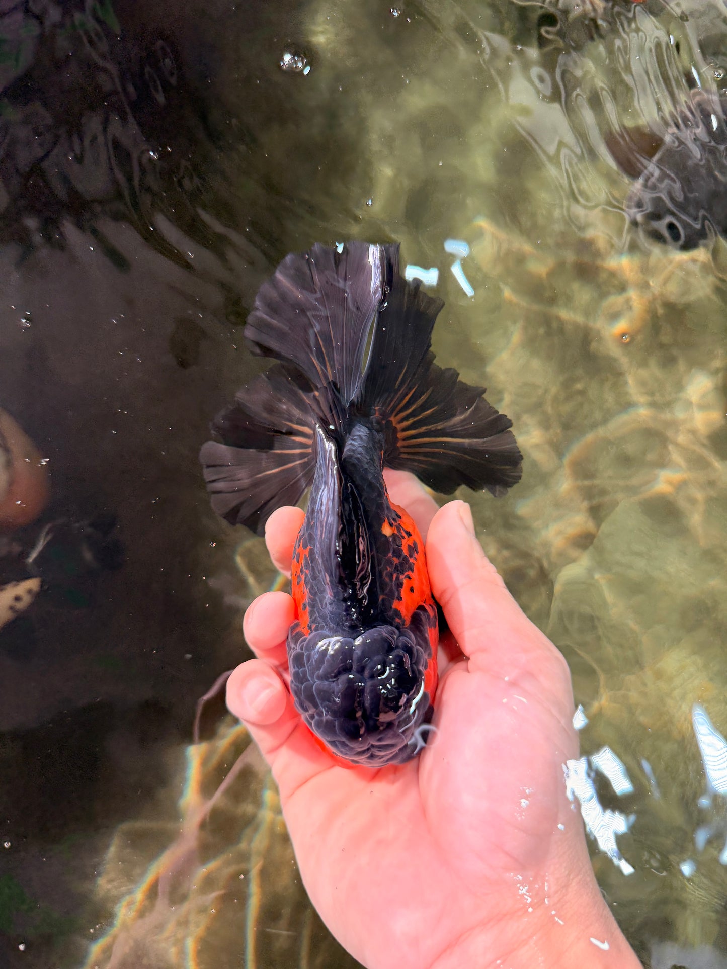 AAA Grade Lava Apache Oranda Male 5.5 inches #032026OR_10