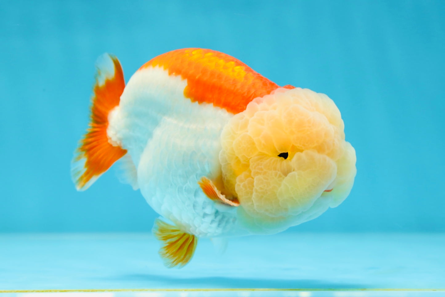 Marshmallow AAA Grade Red White LionKing 4 inches #042525LC_12