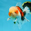 A Grade Calico Oranda Male 5 inches #060625OR_20