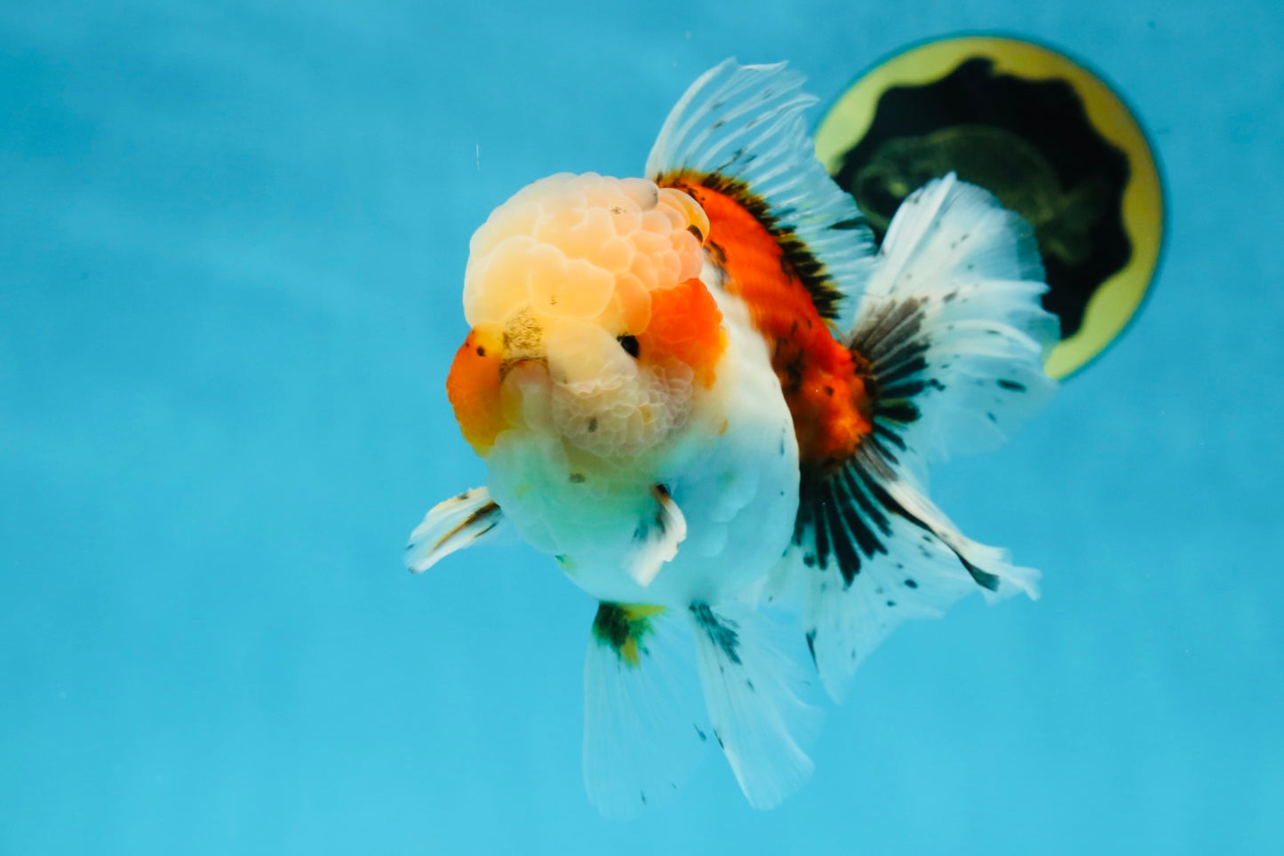 A Grade Calico Oranda Male 5 inches #060625OR_20