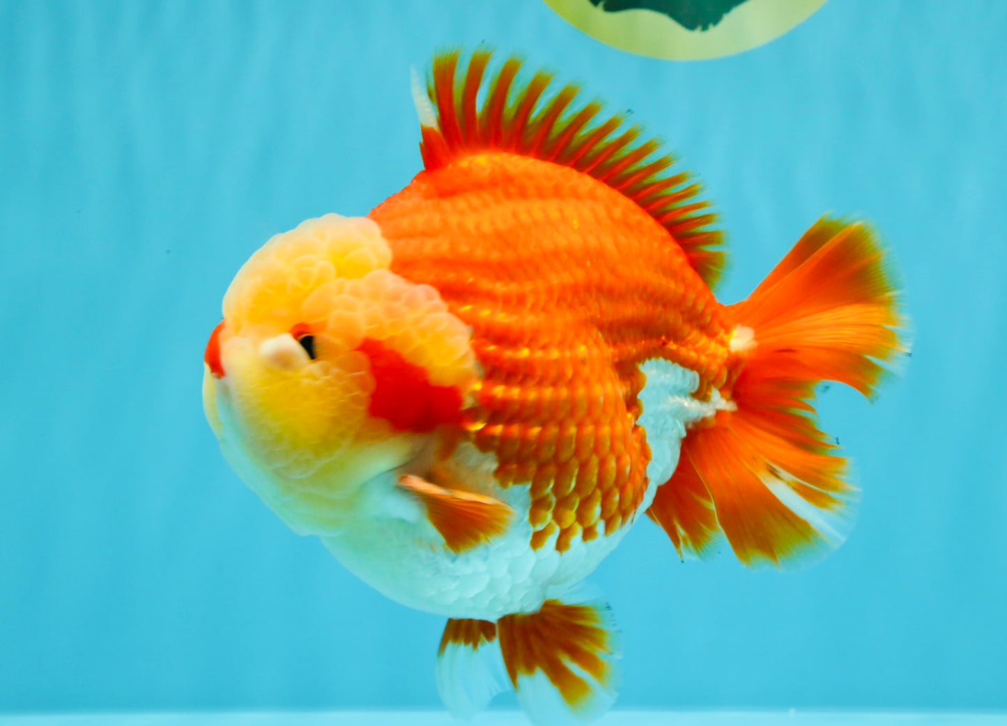 SUPER CUTE AAA Grade Godzilla Red White Yuanbao Male 6 inches #022726YB_02