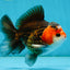 A Grade Nugget Tricolor Button Eyes Oranda Male 4.5 inches #010325OR_17