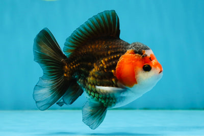 A Grade Nugget Tricolor Button Eyes Oranda Male 4.5 inches #010325OR_17