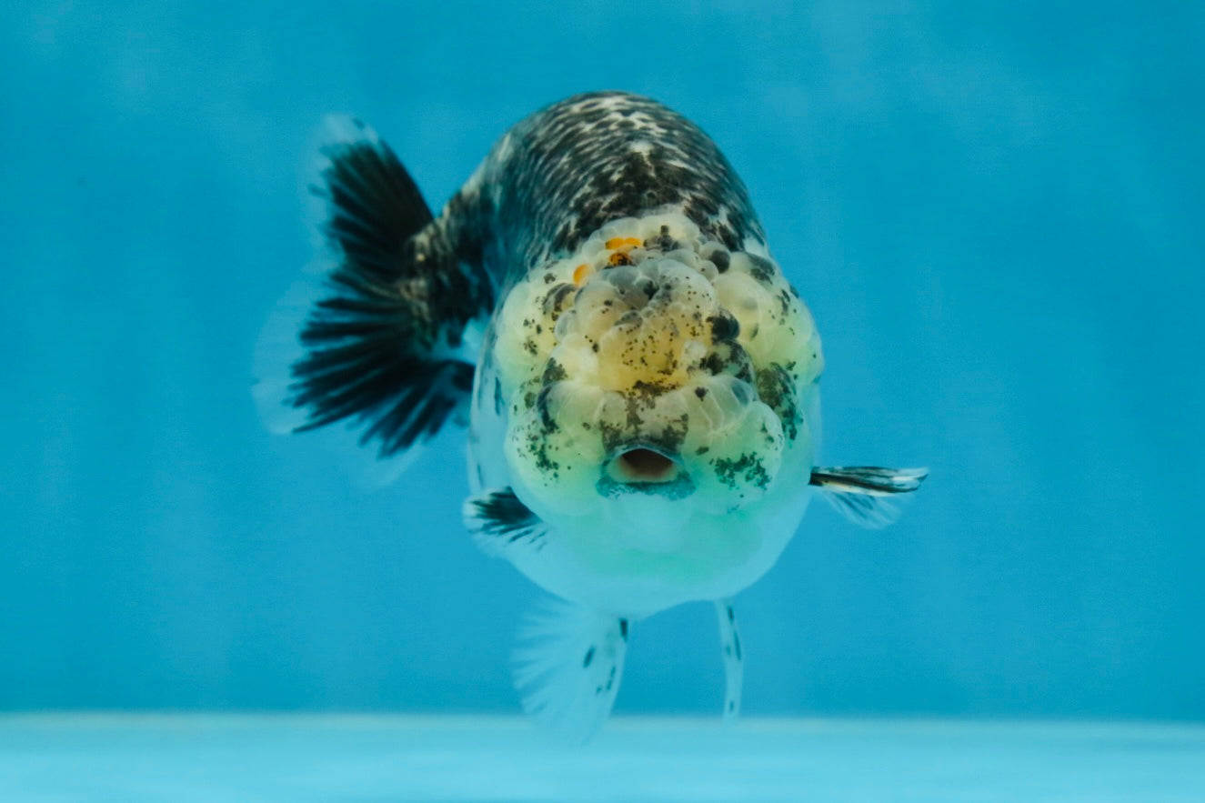 A Grade Kirin Polkadot LionQueen 4-4.5 inches #053025LC_05