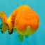Red Lionchu Female 4.5-5 Inches #100226LC_17