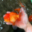 A Grade Red White Oranda Male 5.5-6 inches #082126OR_03