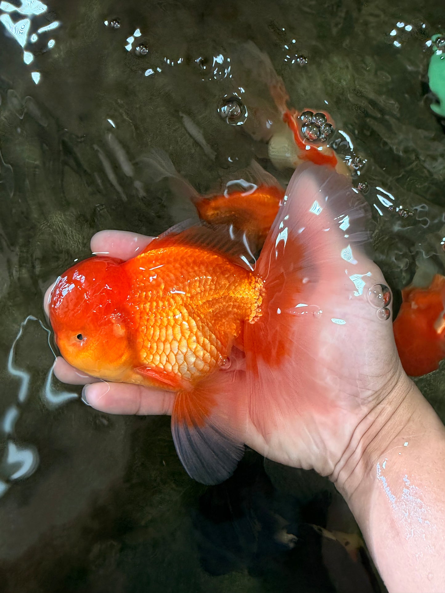 A Grade Red White Oranda Male 5.5-6 inches #082126OR_03