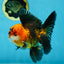 A Grade Dragon Tricolor Oranda Male 5 inches #060625OR_18