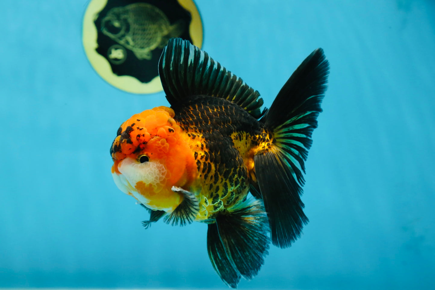 A Grade Dragon Tricolor Oranda Male 5 inches #060625OR_18