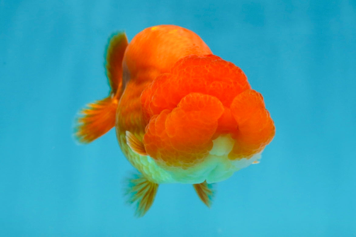 A Grade Solid Red LionKing 4 inches #062725LC_01