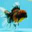 AAA Grade Dark Kirin Long Tail Oranda Male 6.5-7 inches #022726OR_09