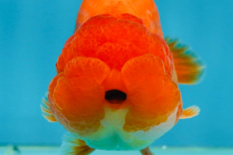 A Grade Solid Red LionKing 4 inches #062725LC_01