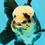 AAA Grade Panda Button Eyes Oranda Male 5.5 inches #031326OR_25