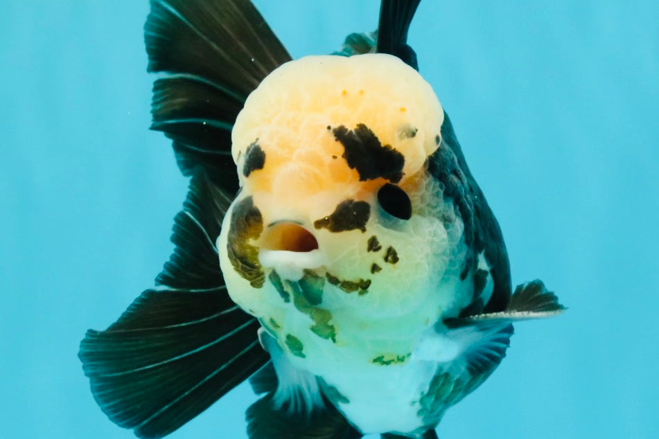 AAA Grade Panda Button Eyes Oranda Male 5.5 inches #031326OR_25