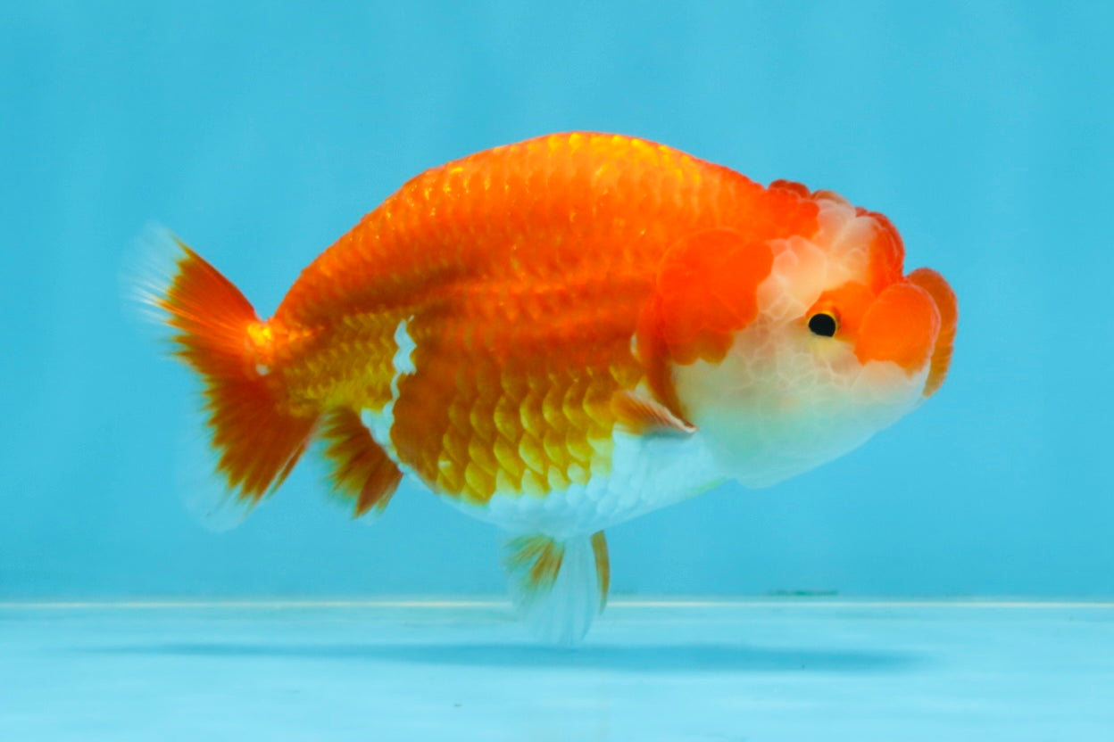 A Grade Red White LionQueen 4-4.5 inches #102425LC_17