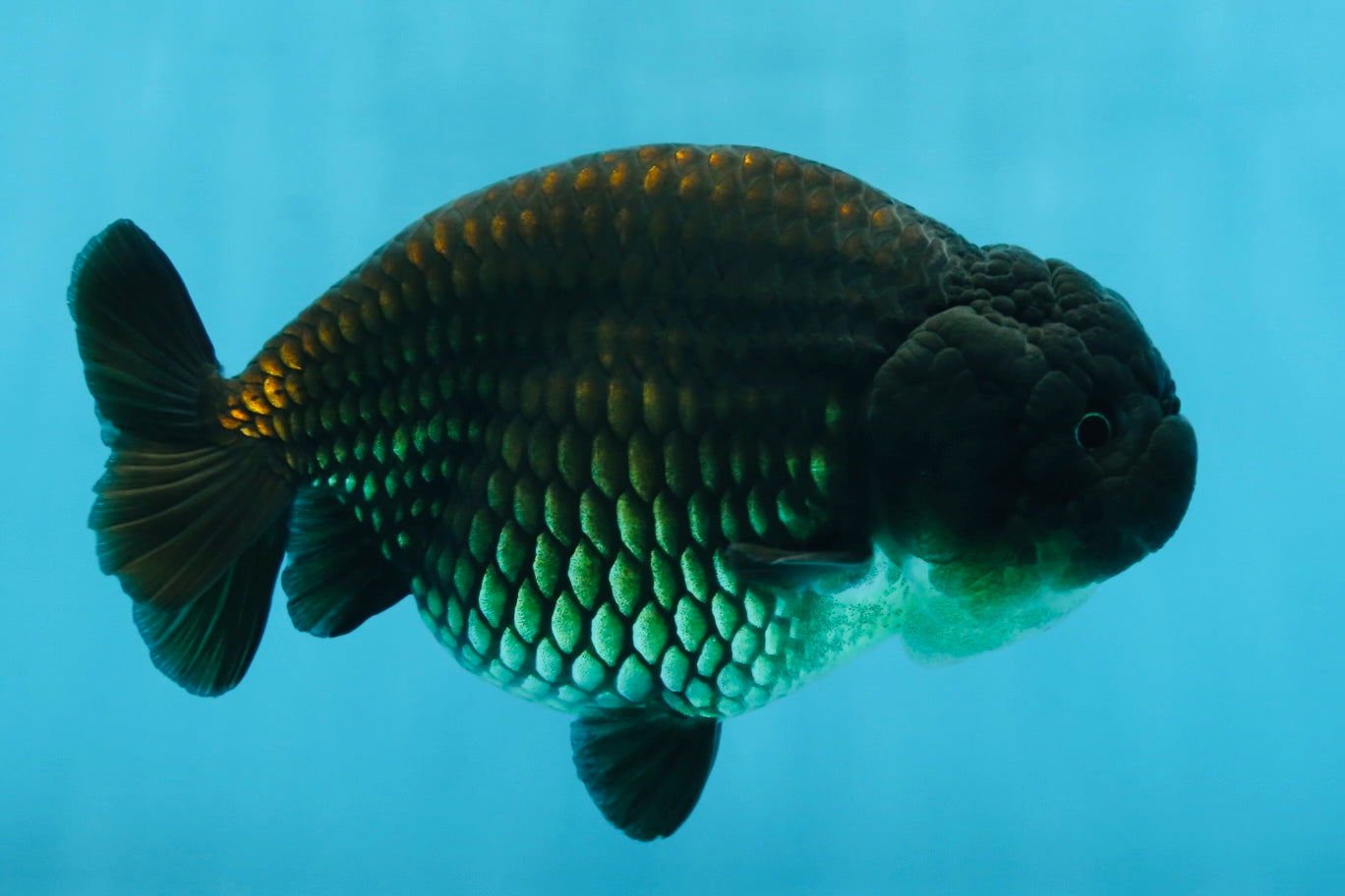 A Grade Black LionQueen 5-5.5 inches #071125LC_01