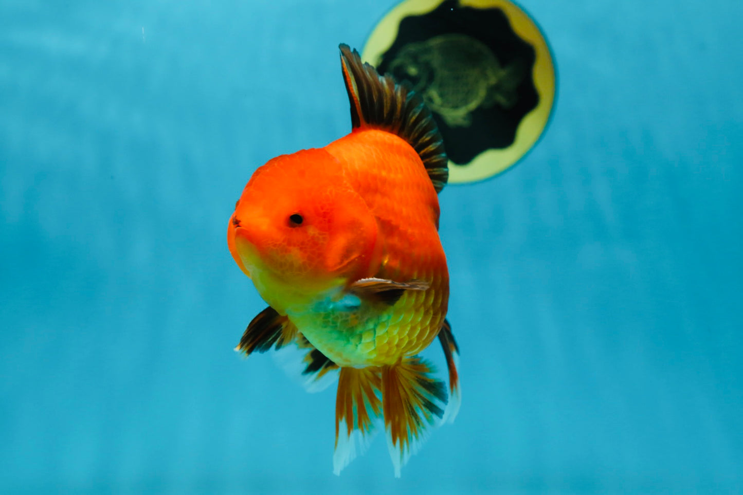 AAA Grade Apache Oranda Male 5-5.5 inches #050925OR_51