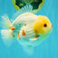 POPCORN AAA Grade Red White Yuanbao Male 5-5.5 inches #050126YB_18