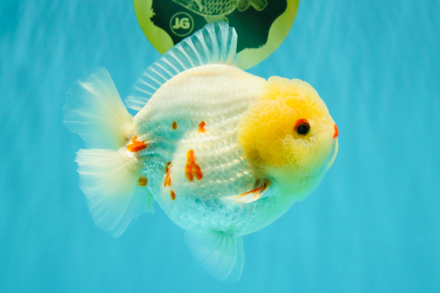 POPCORN AAA Grade Red White Yuanbao Male 5-5.5 inches #050126YB_18