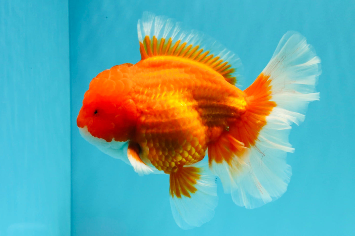 ANGER AAA Grade Red White Oranda Male 6 inches #032026OR_09
