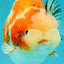 SPECIAL A Grade Kohaku Diamond Scale Sakura Ranchu Female 5.5-6 inches #100926RC_33