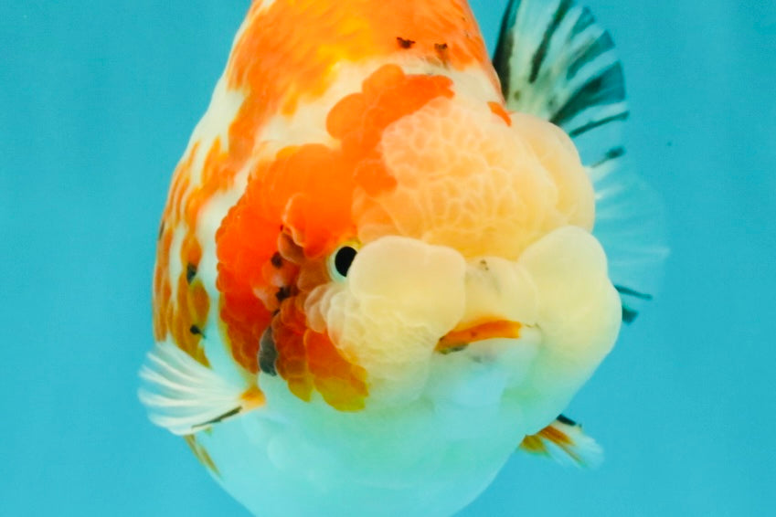 SPECIAL A Grade Kohaku Diamond Scale Sakura Ranchu Female 5.5-6 inches #100926RC_33