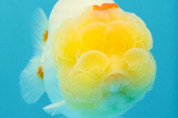 A Grade Red White LionQueen 4.5 inches #031326LC_07