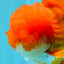 TOMATO AAA Grade Red White Oranda Male 6.5 inches #022026OR_05