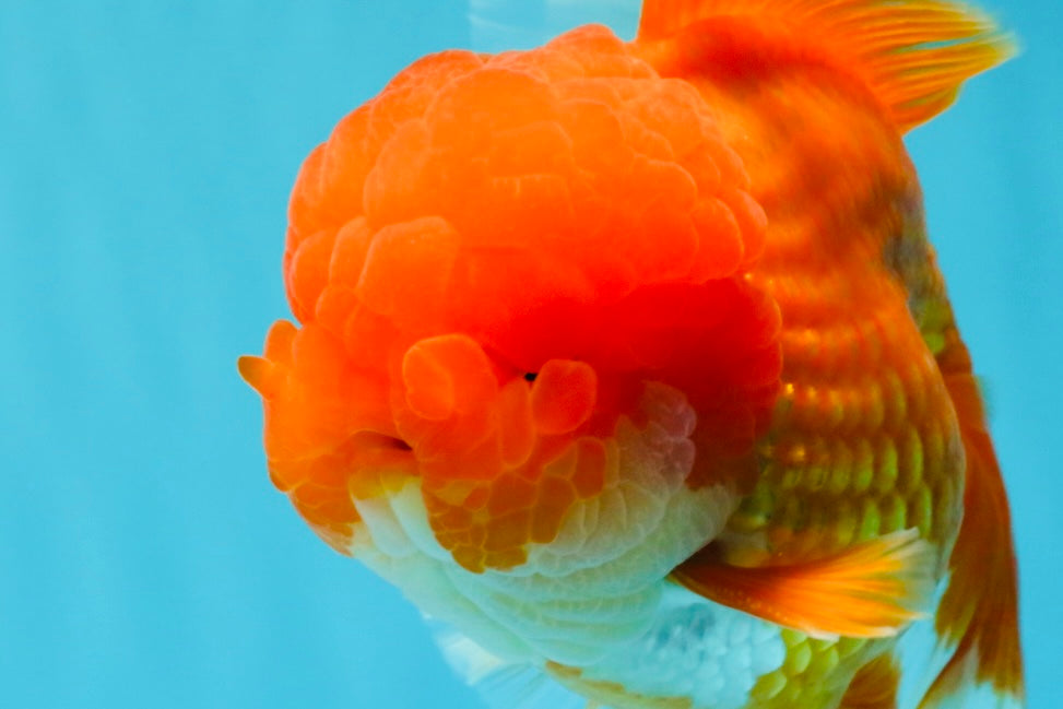 TOMATO AAA Grade Red White Oranda Male 6.5 inches #022026OR_05