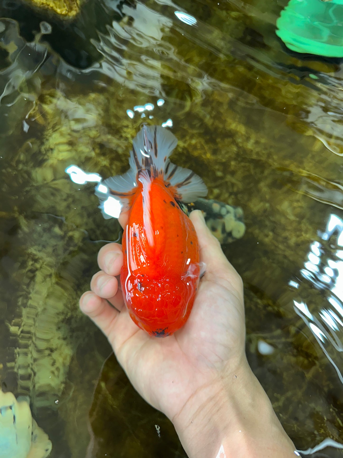 AAA Grade Godzilla Sakura Yuanbao Male 5 inches #080125YB_13