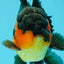 AAA Grade Lava Apache Oranda Male 5.5 inches #032026OR_10