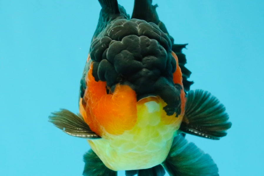 AAA Grade Lava Apache Oranda Male 5.5 inches #032026OR_10