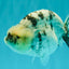 AAA Grade White Tiger Blue Base Ranchu Female 4.5 inches #062626RC_10