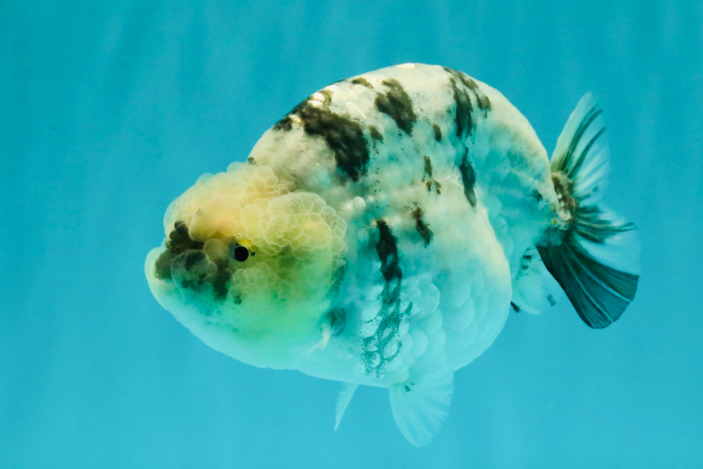 AAA Grade White Tiger Blue Base Ranchu Female 4.5 inches #062626RC_10