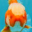 CHONKY AAA Grade Jade Head Red White Oranda Male 6 inches #030626OR_18