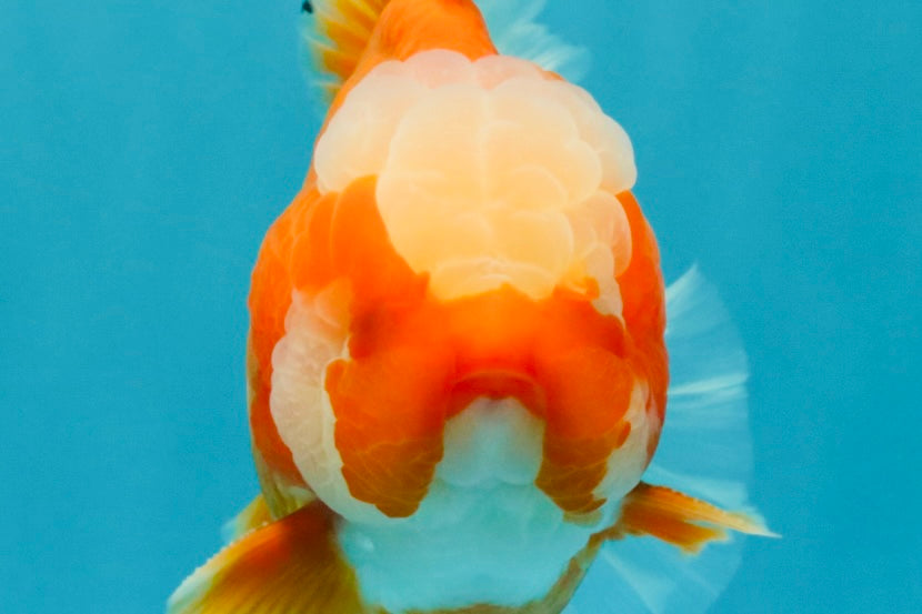 CHONKY AAA Grade Jade Head Red White Oranda Male 6 inches #030626OR_18