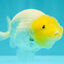 White Lionchu Female 4-4.5 Inches #100226LC_18