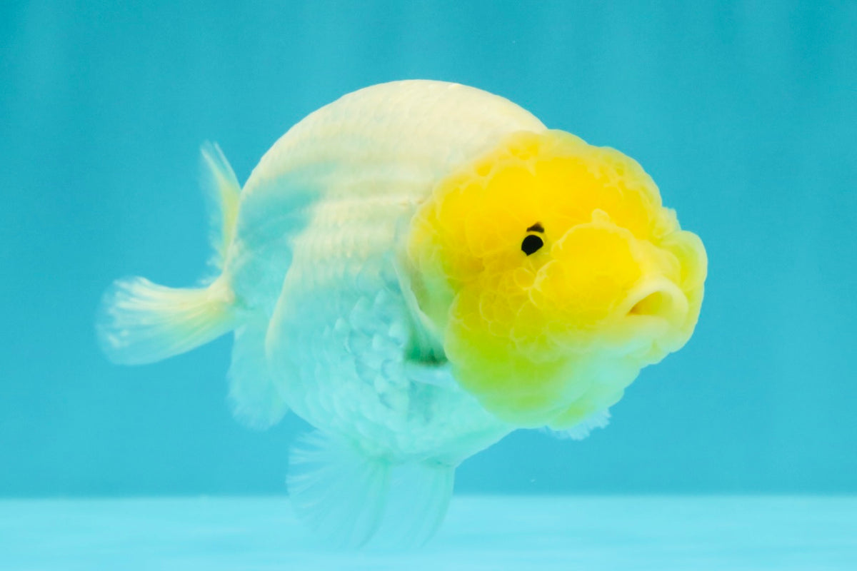 White Lionchu Female 4-4.5 Inches #100226LC_18