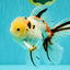 A Grade Sakura Oranda Male 6 inches #071726OR_22