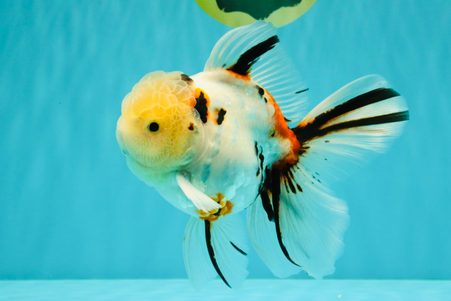 A Grade Sakura Oranda Male 6 inches #071726OR_22
