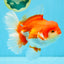JUMBO AAA Grade Red White Oranda Female 6.5 inches #032726OR_06