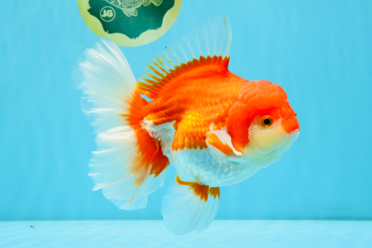 JUMBO AAA Grade Red White Oranda Female 6.5 inches #032726OR_06